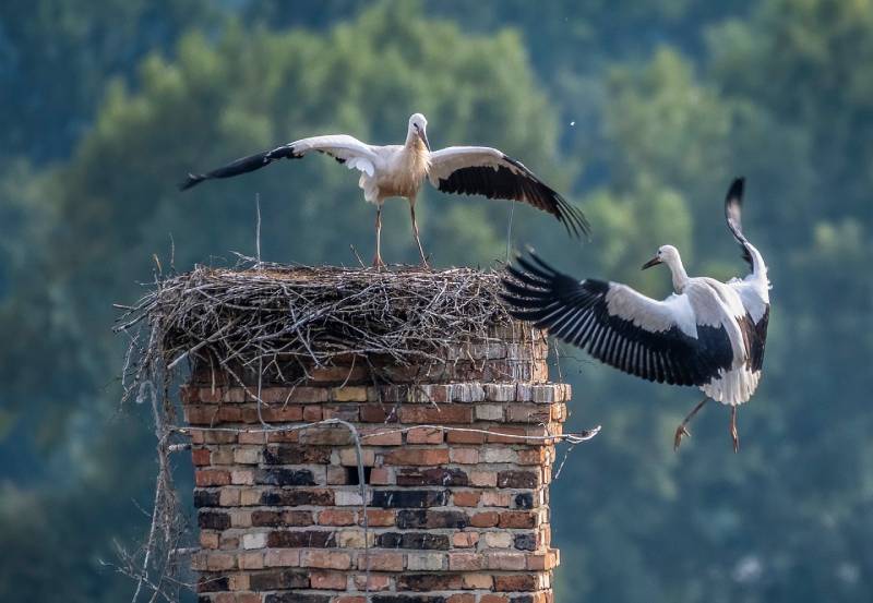 Expert Chimney Animal Removal in Lake Bluff, IL Professional Chimney Animal Removal Services in Lake Bluff, Illinois