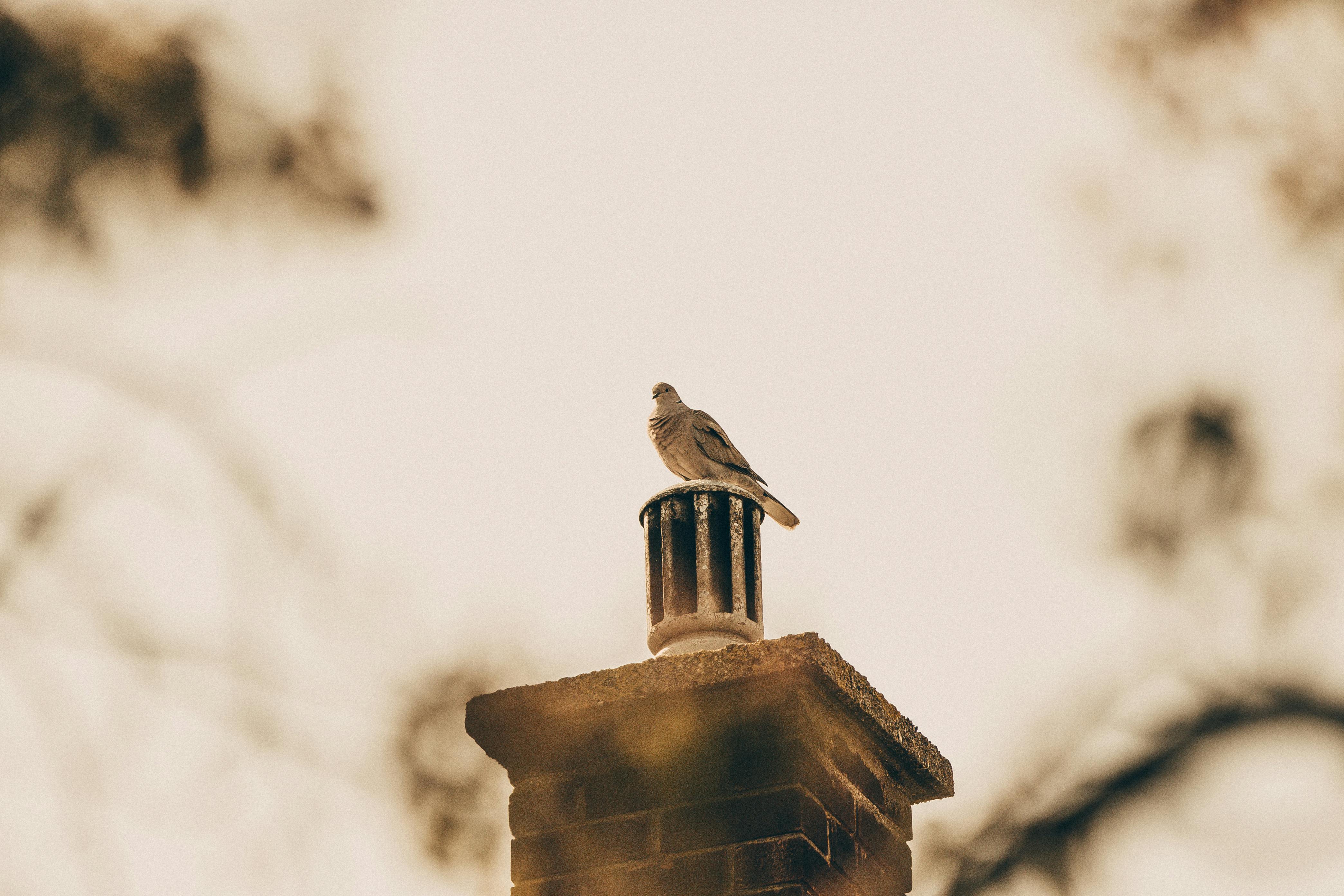 Expert Chimney Cap Installation in Lake Bluff, Illinois